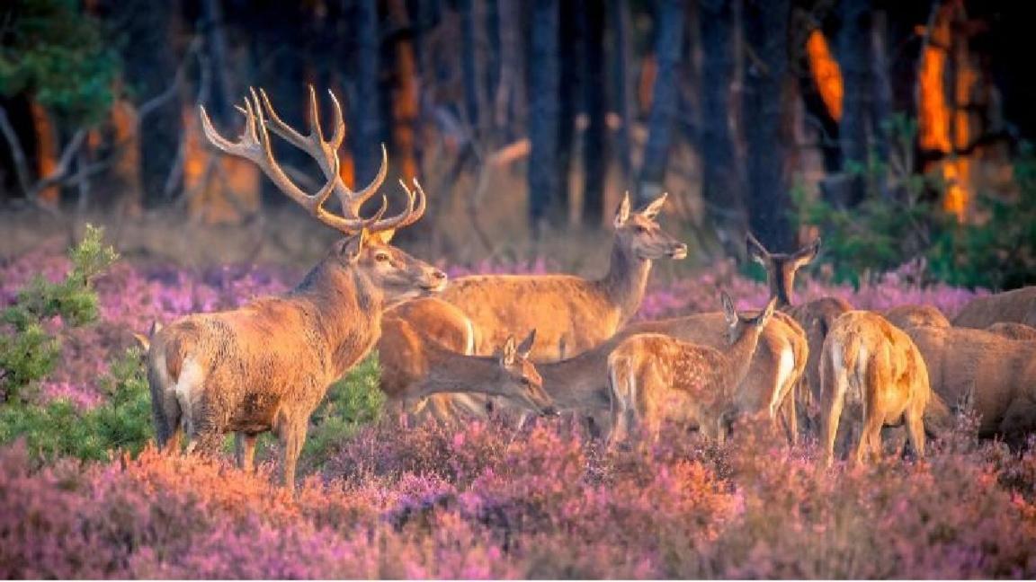 Sfeervol Chalet Op De Veluwe Putten Ngoại thất bức ảnh